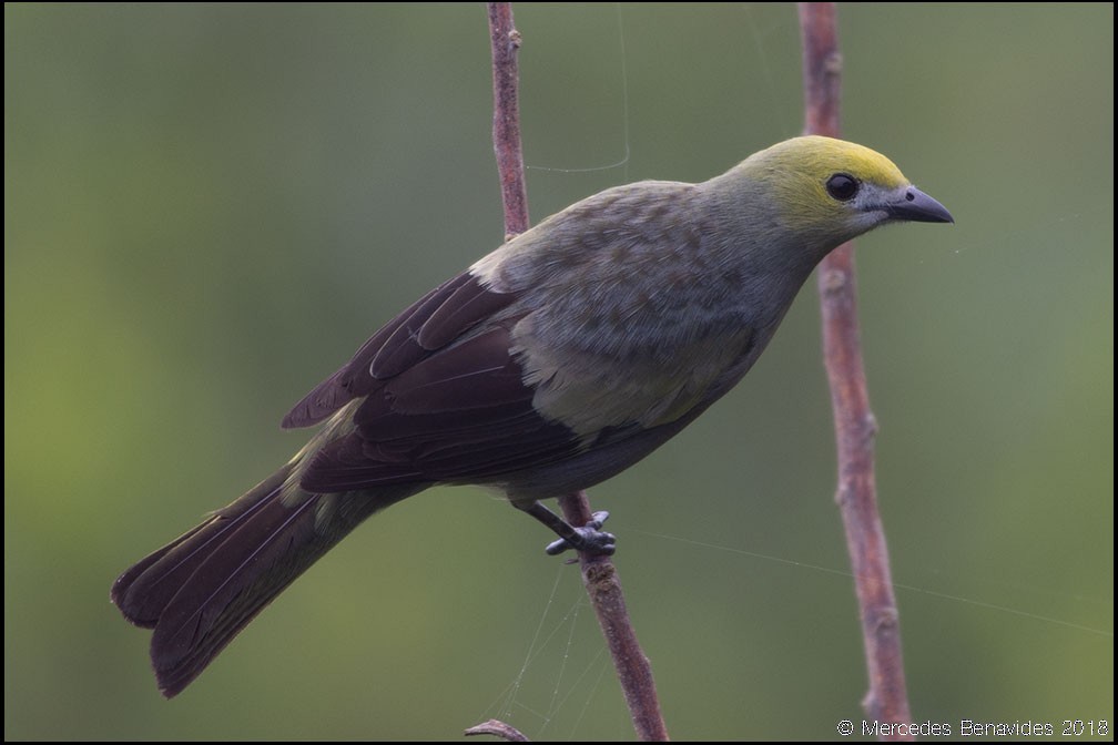 Palm Tanager - ML152586511