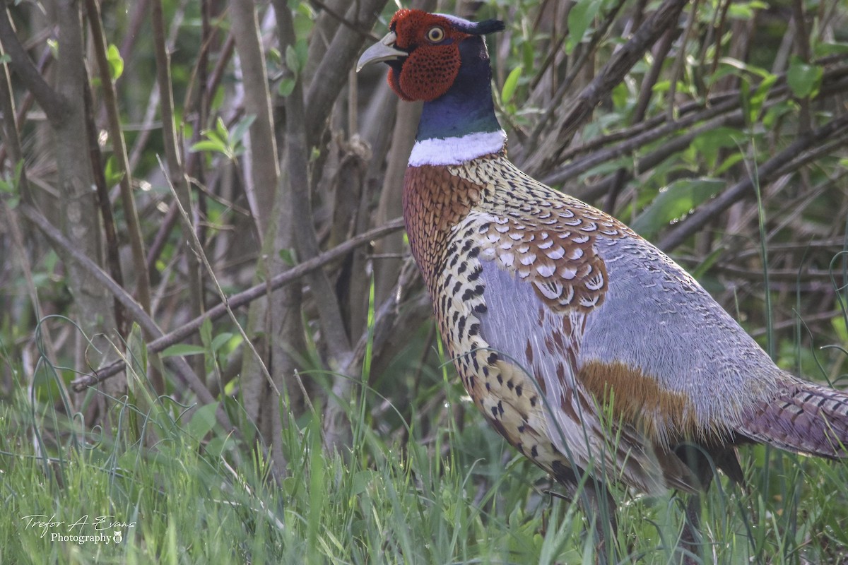 Ring-necked Pheasant - ML152586601