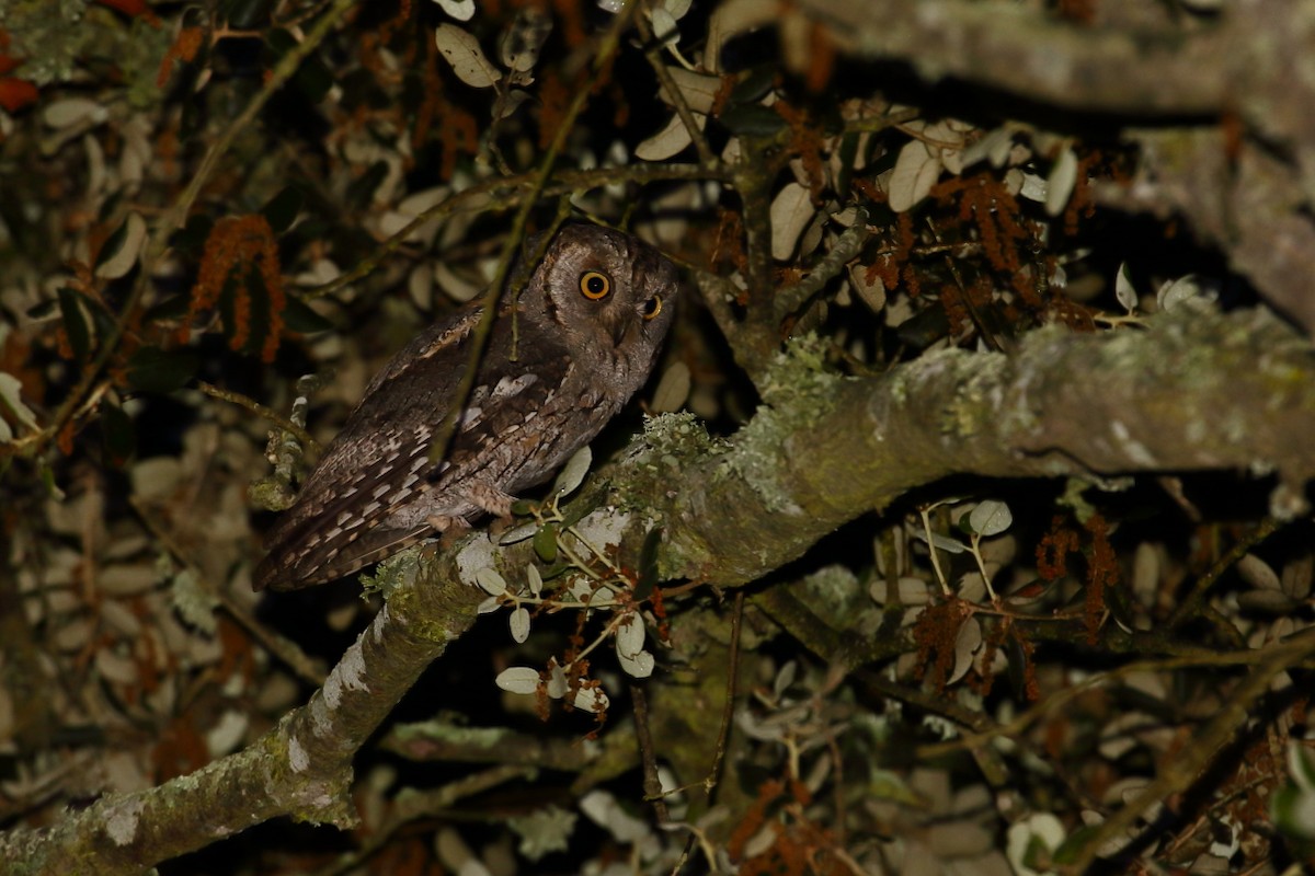 Eurasian Scops-Owl - António Gonçalves