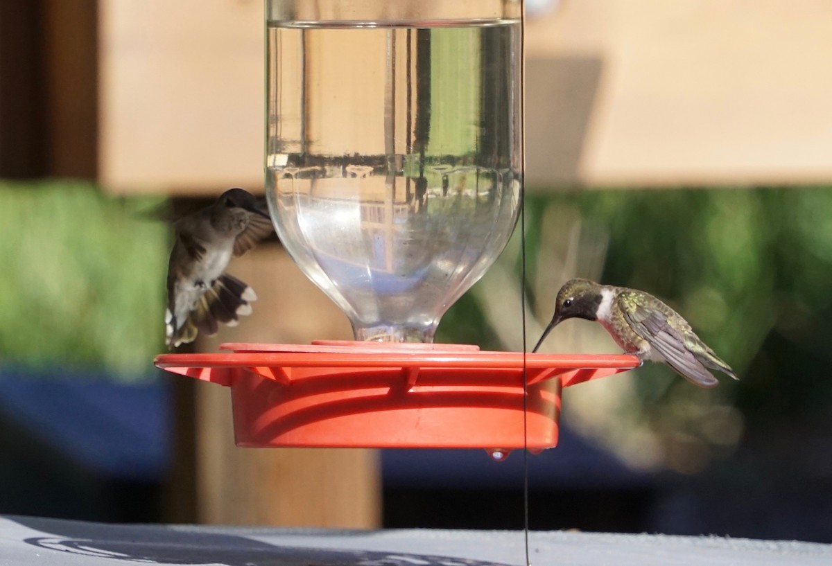 Black-chinned Hummingbird - Sibylle Hechtel
