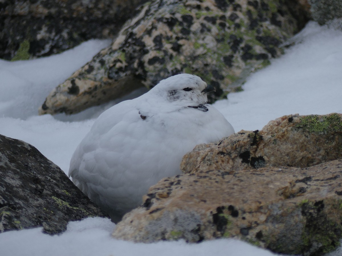 White-tailed Ptarmigan - Mike Green