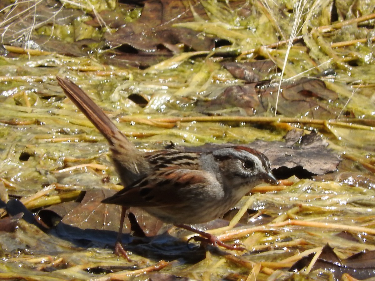 Swamp Sparrow - Walt Lutz