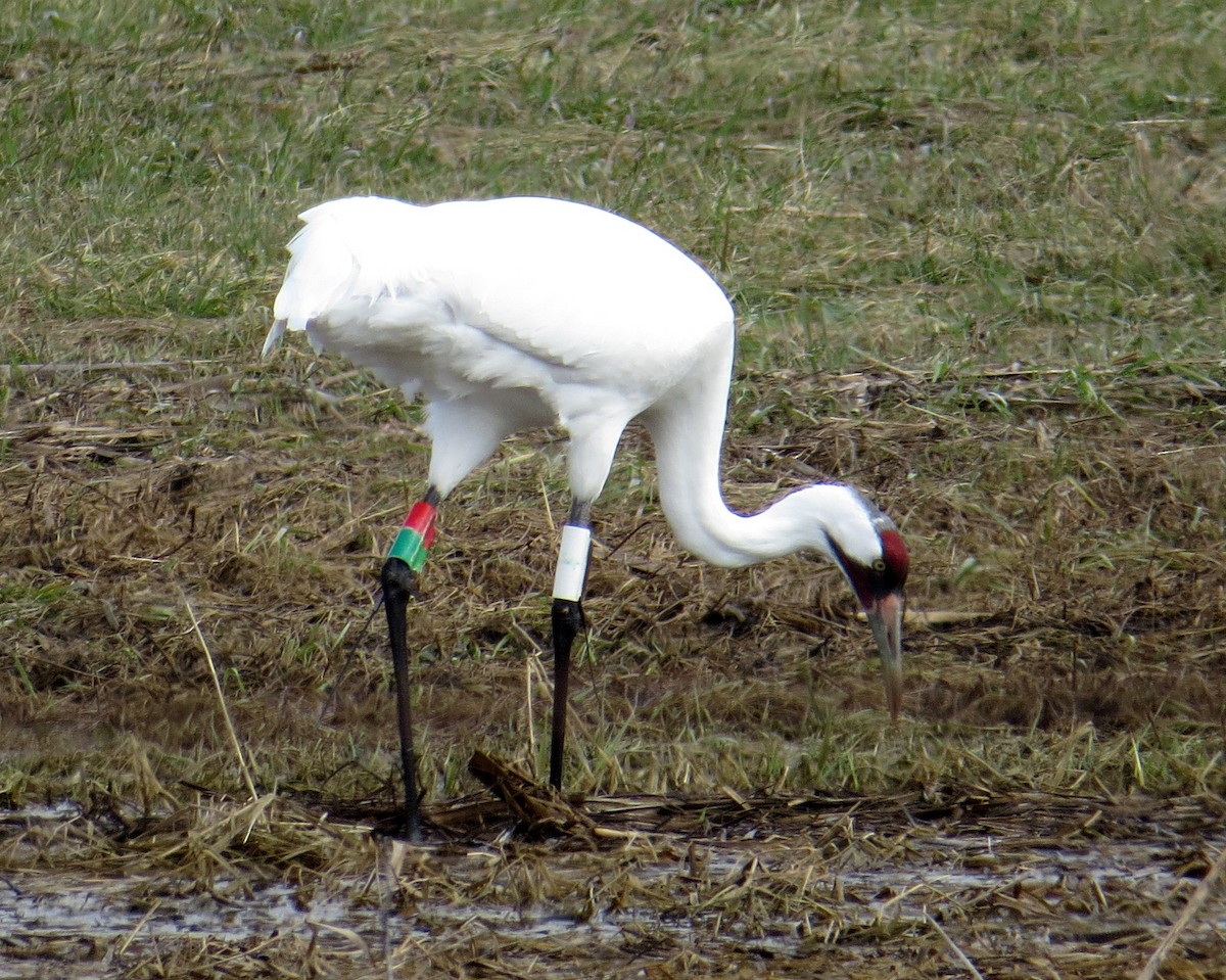 Whooping Crane - Pam Campbell