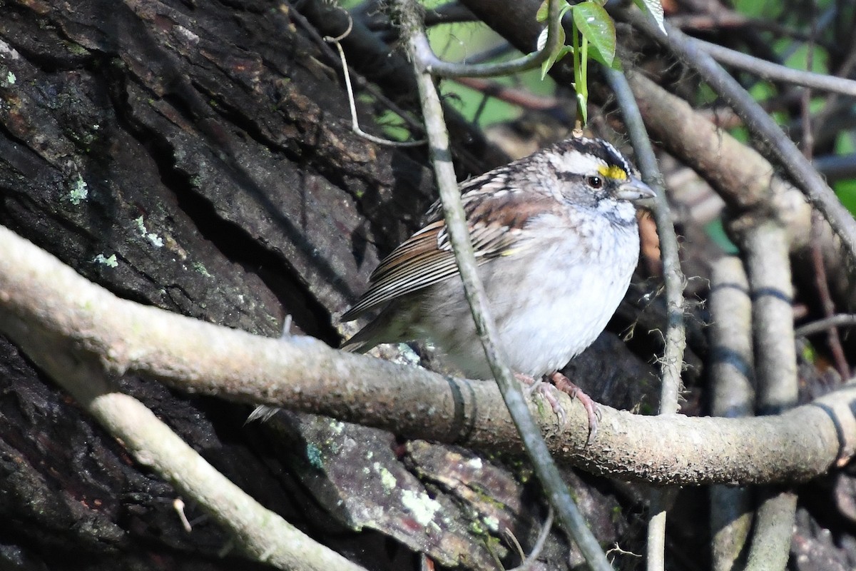 White-throated Sparrow - Wayne Kirk