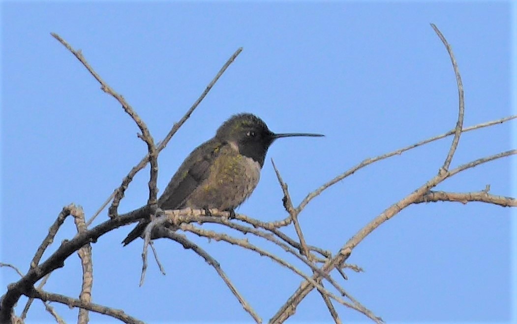 Black-chinned x Anna's Hummingbird (hybrid) - Karen Hay