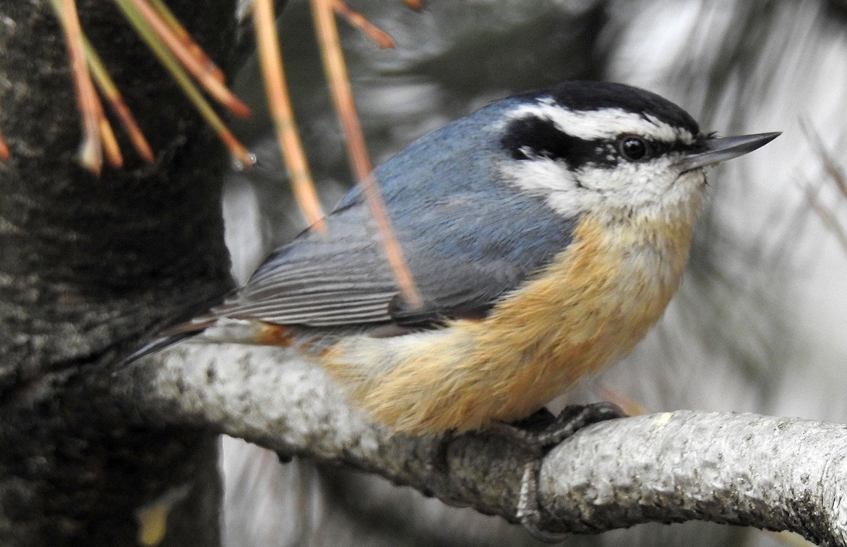Red-breasted Nuthatch - shelley seidman