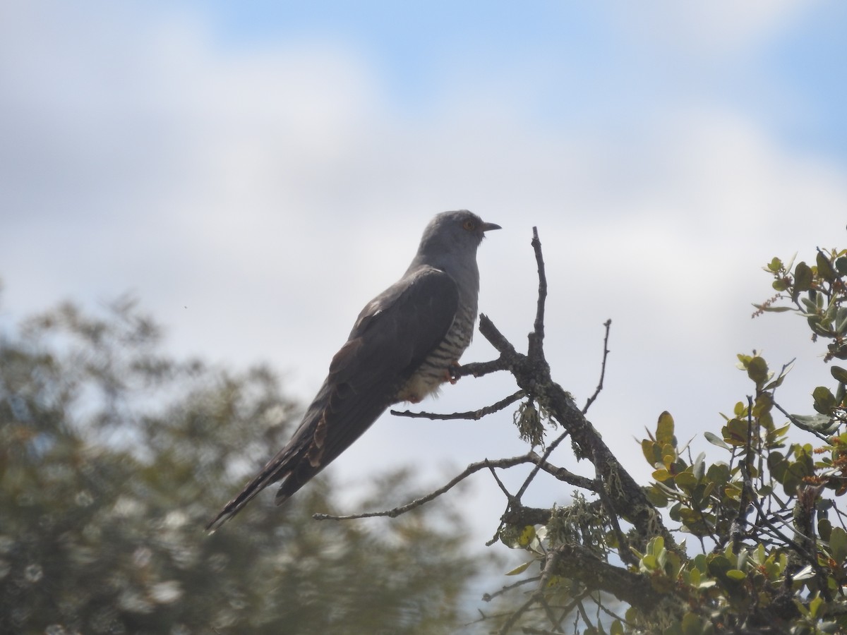 Common Cuckoo - Alexandre Rica Cardoso