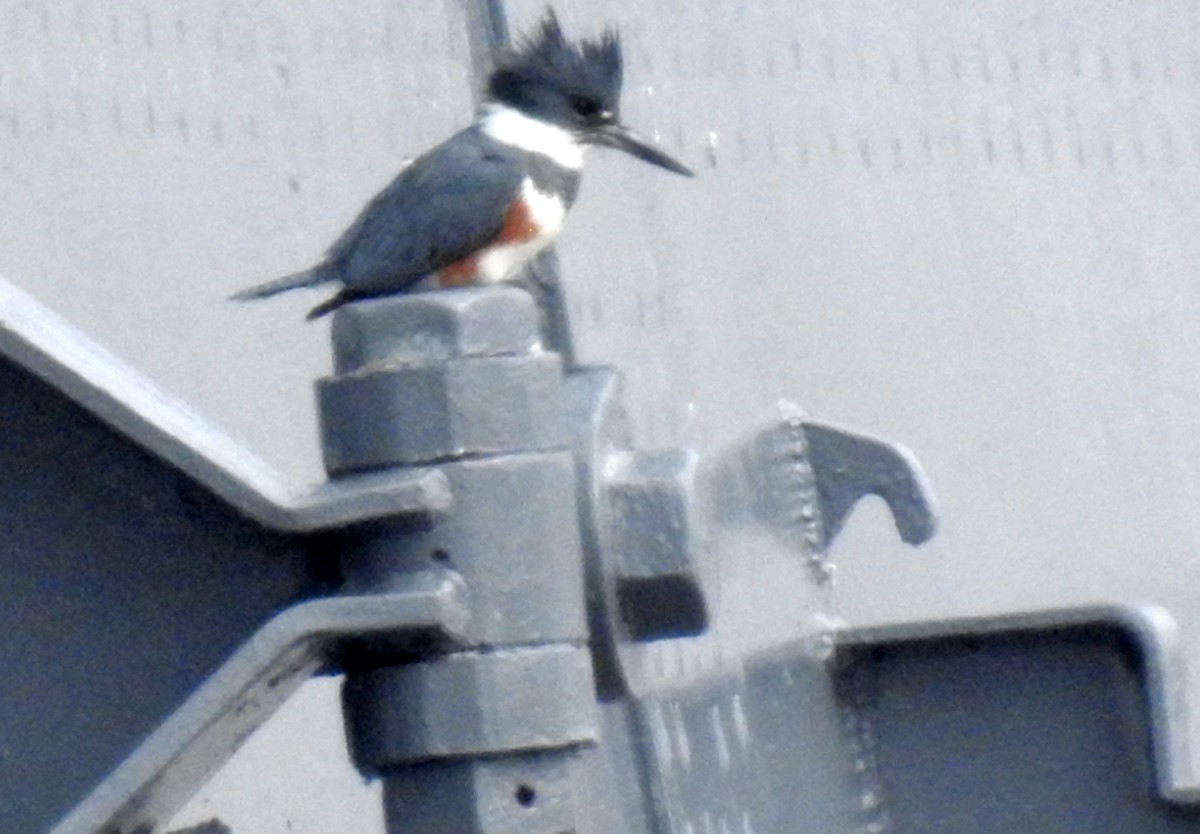 Belted Kingfisher - shelley seidman
