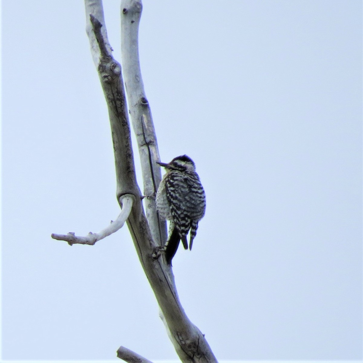 Ladder-backed Woodpecker - Evan Carlson