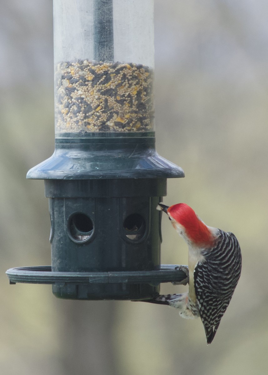 Red-bellied Woodpecker - ML152595051