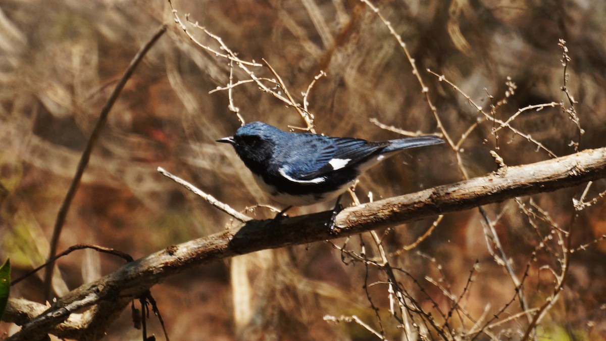 Black-throated Blue Warbler - Bryan White