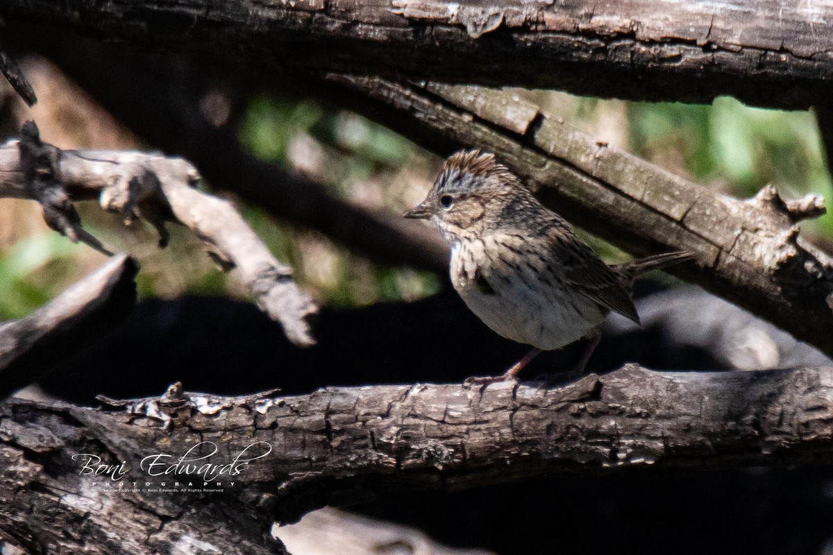 Lincoln's Sparrow - Boni Edwards