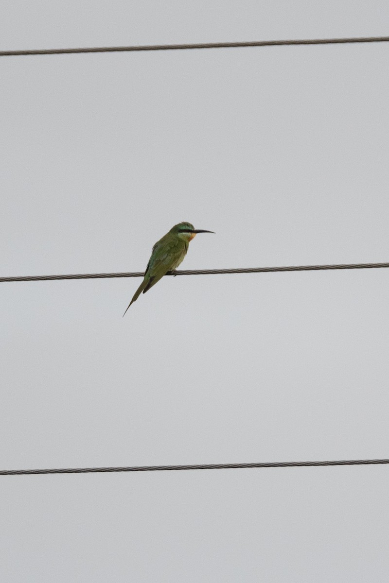Blue-cheeked Bee-eater - ML152599661