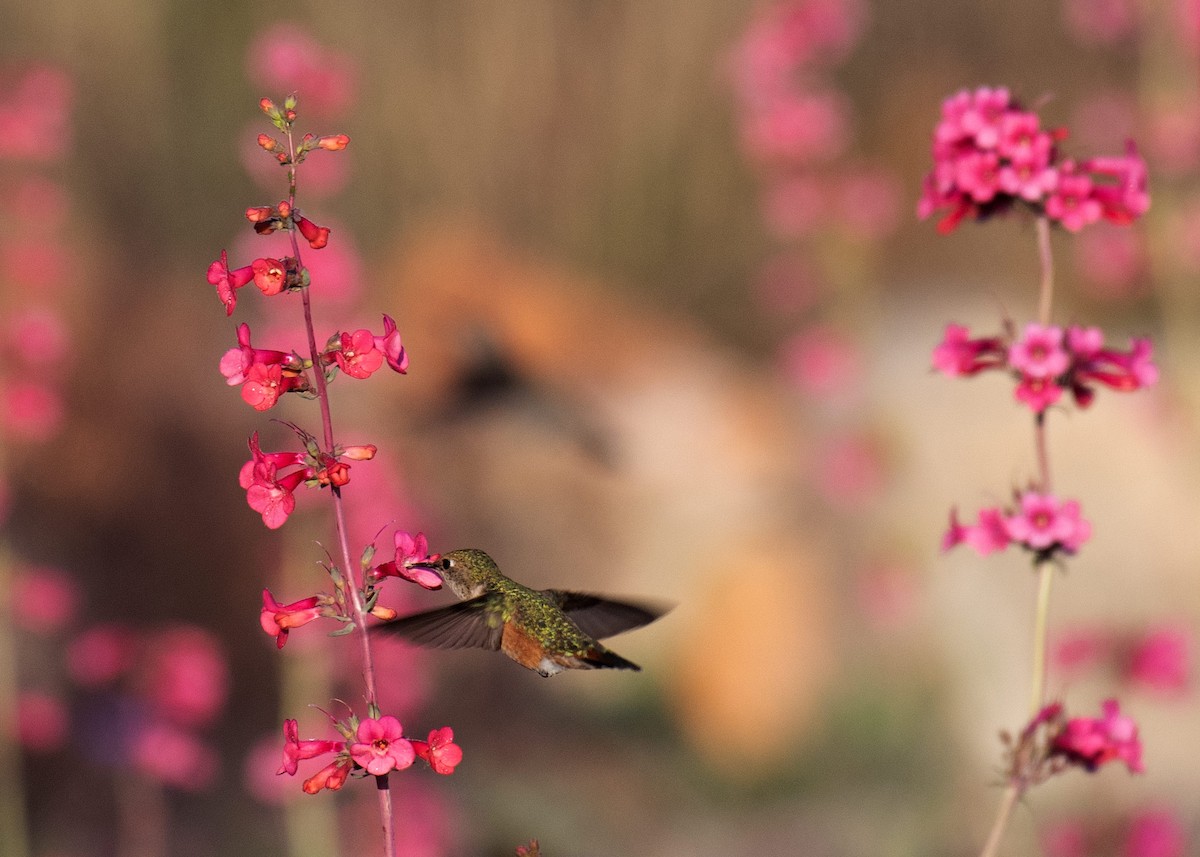 Rufous Hummingbird - Annette McClellan