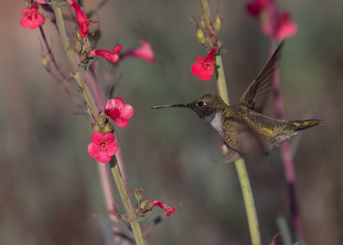 Black-chinned Hummingbird - Annette McClellan