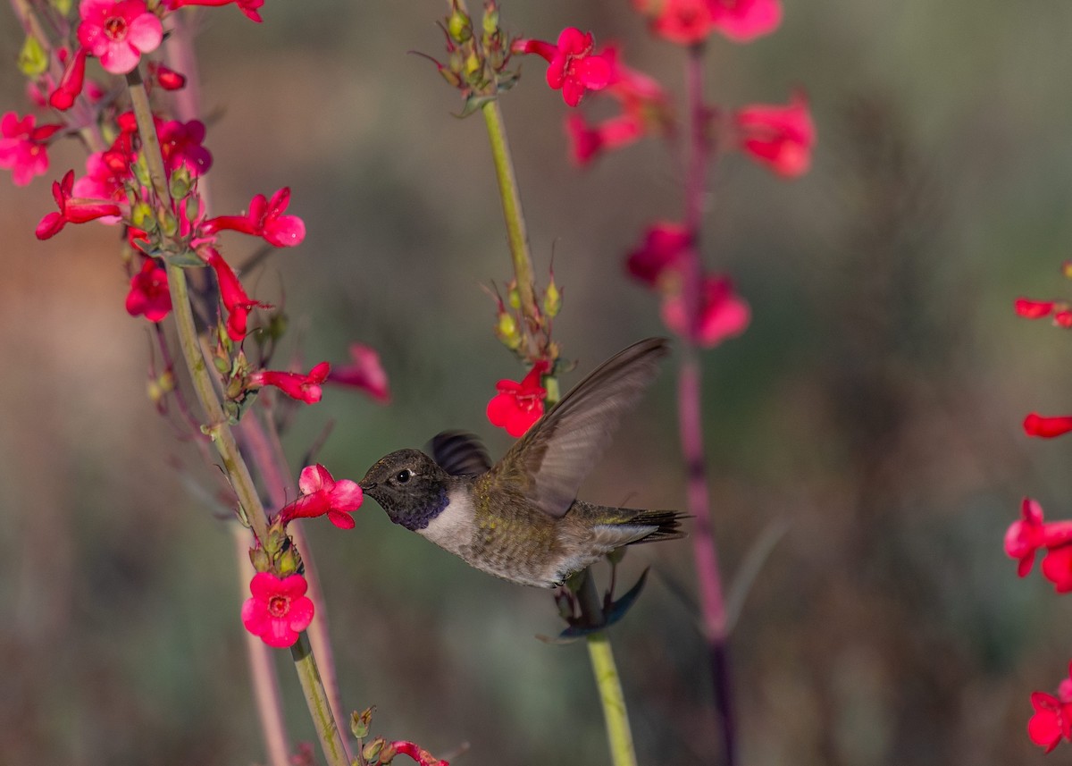 Black-chinned Hummingbird - ML152600631