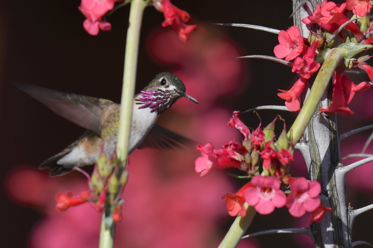 Calliope Hummingbird - ML152601731