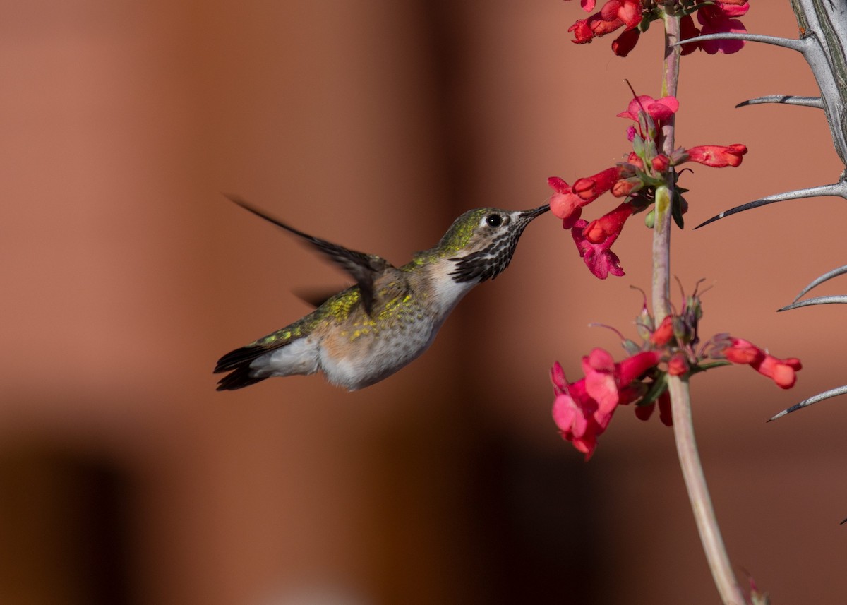 Calliope Hummingbird - ML152602561