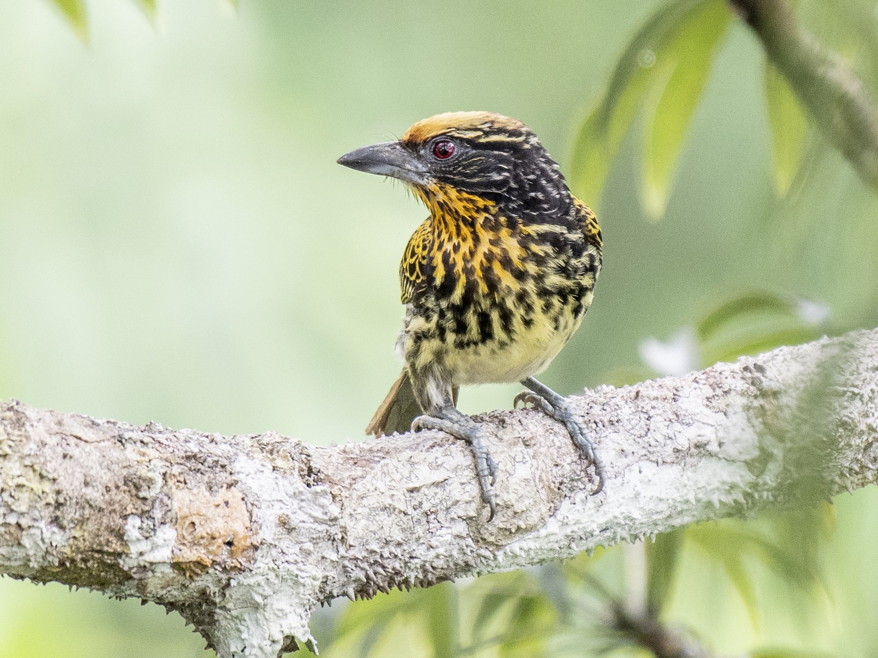 Gilded Barbet - eBird