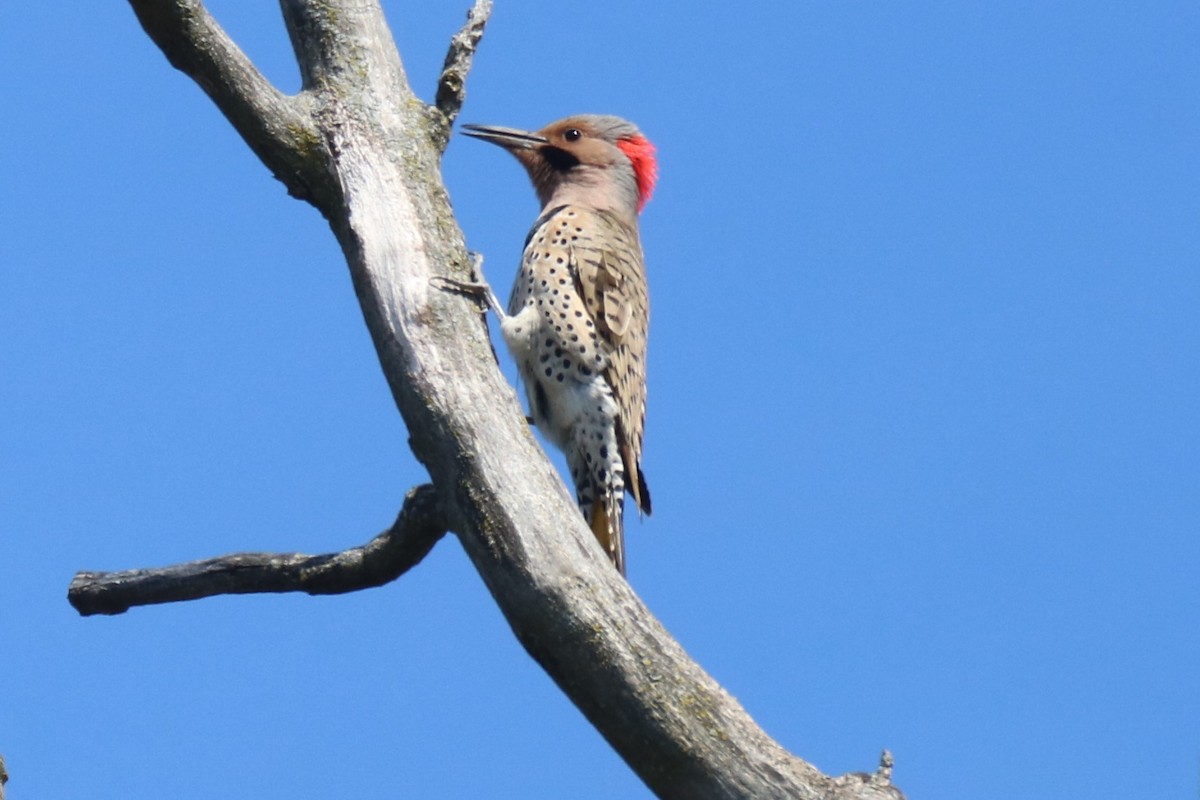 Northern Flicker (Yellow-shafted) - Andrew E Steinmann