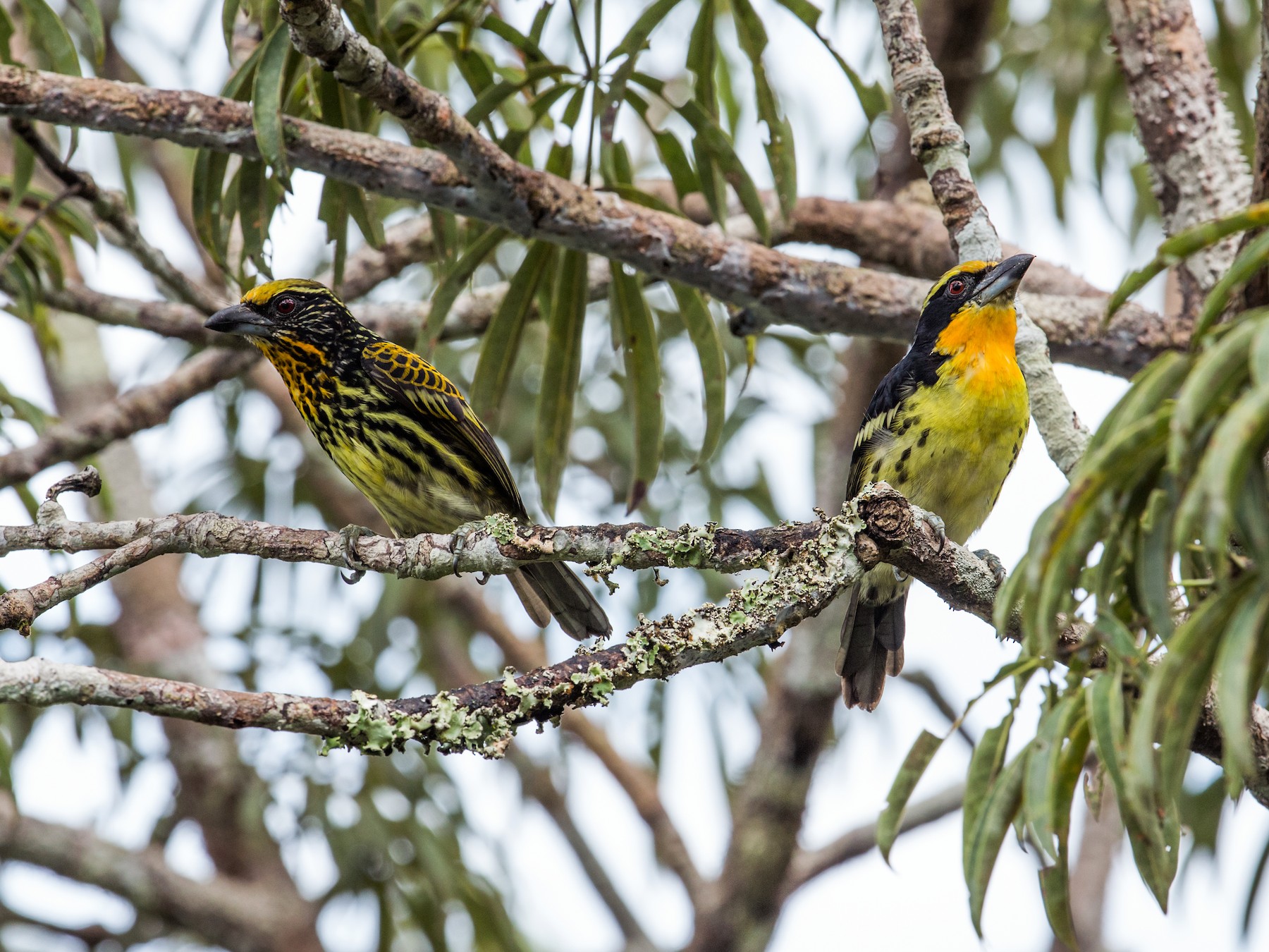 Gilded Barbet - Nick Athanas