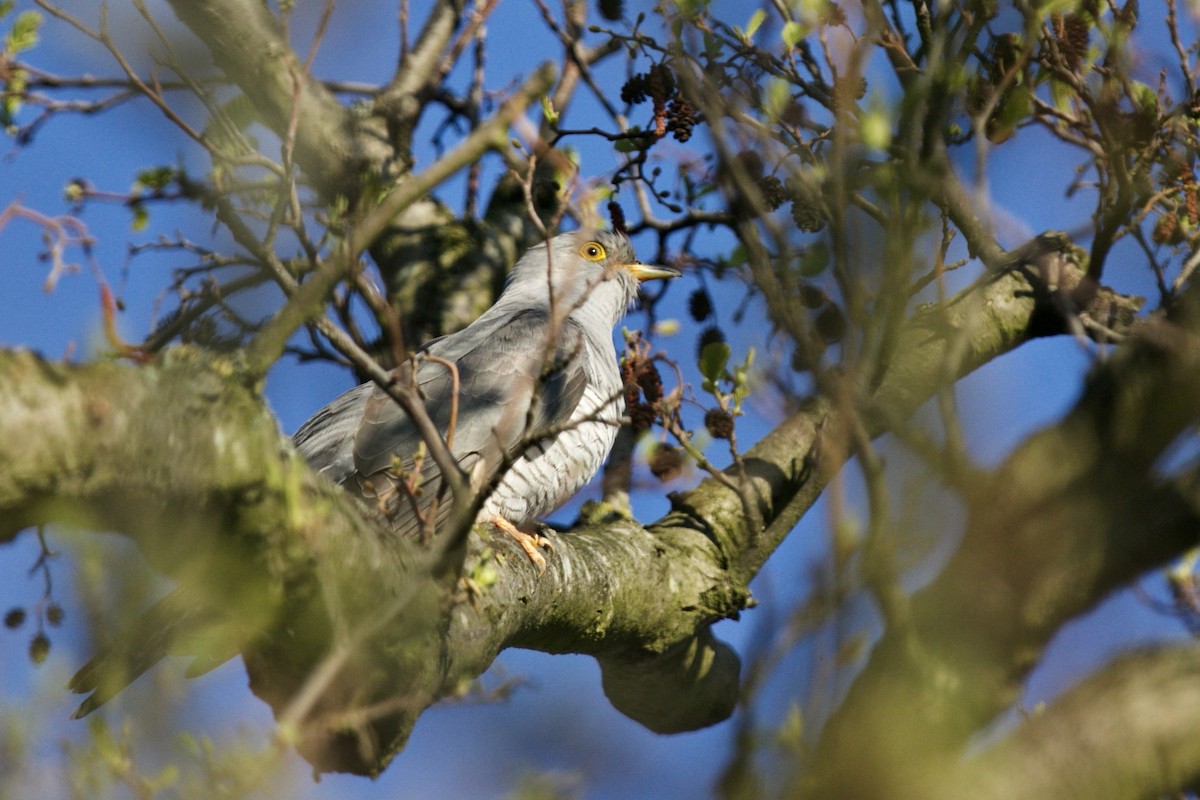 Common Cuckoo - Simon Mitchell