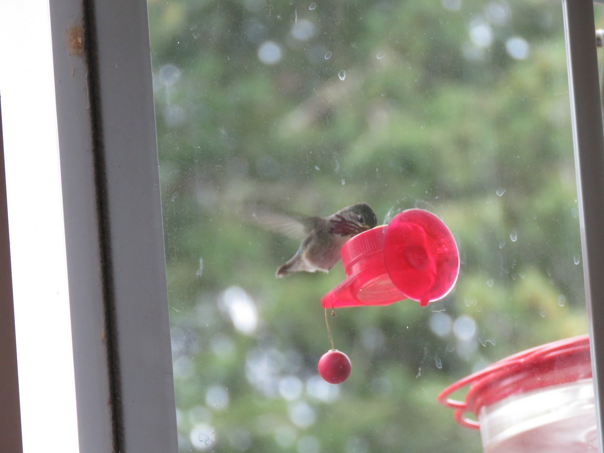 Calliope Hummingbird - ML152606981