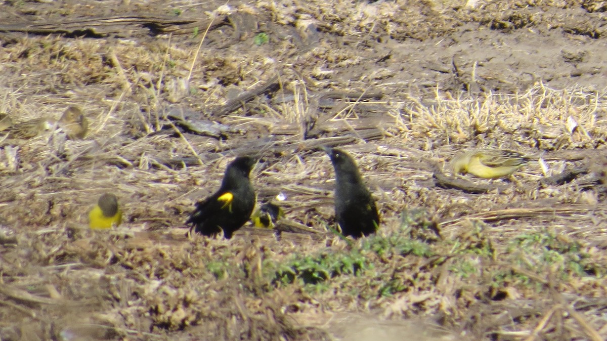 Yellow-winged Blackbird - ML152607041