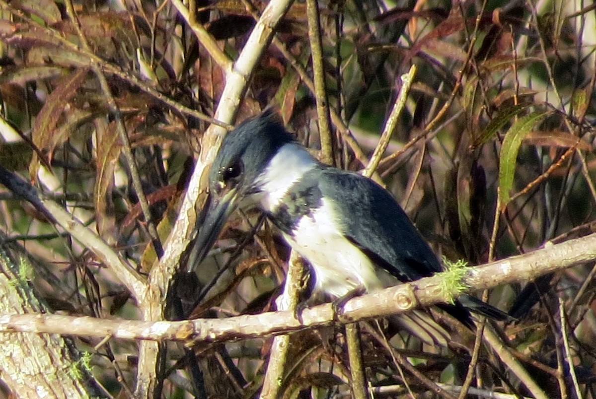 Belted Kingfisher - ML152608581