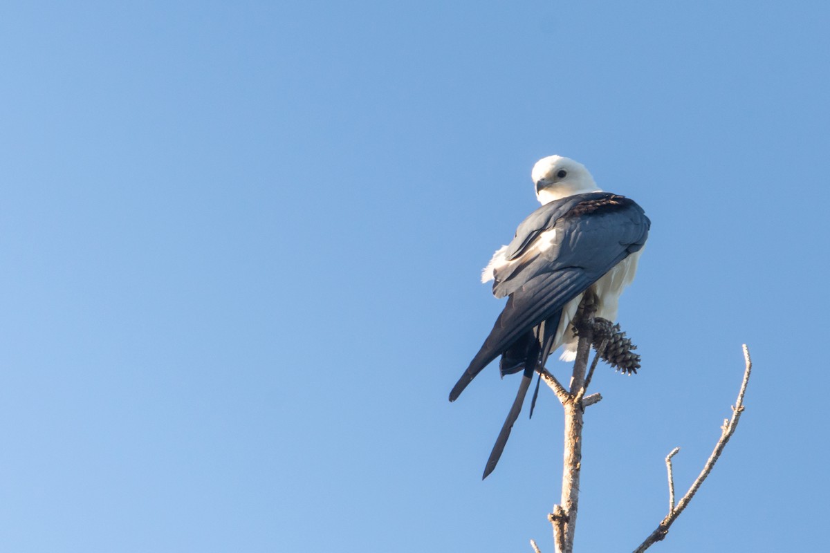 Swallow-tailed Kite - ML152609161