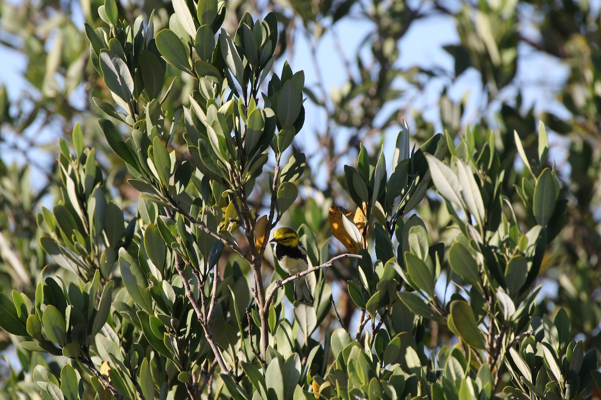 Black-throated Green Warbler - George Brode
