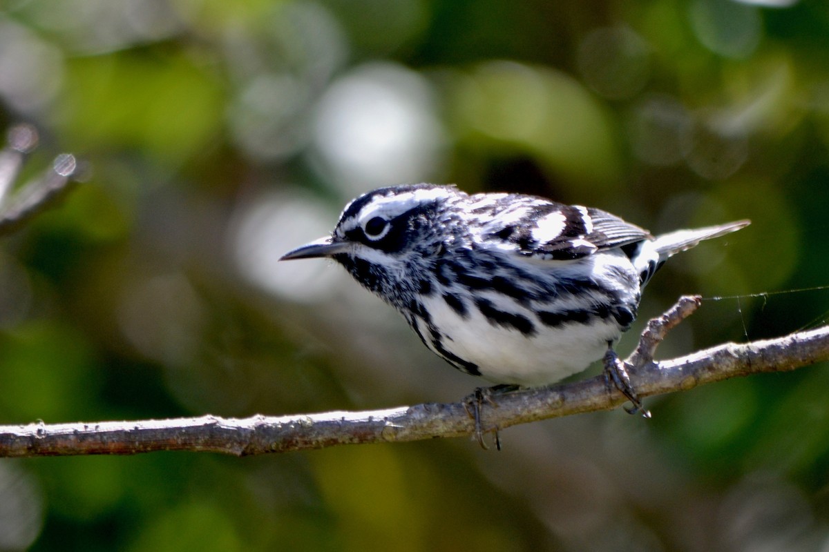 Black-and-white Warbler - Will Johnson
