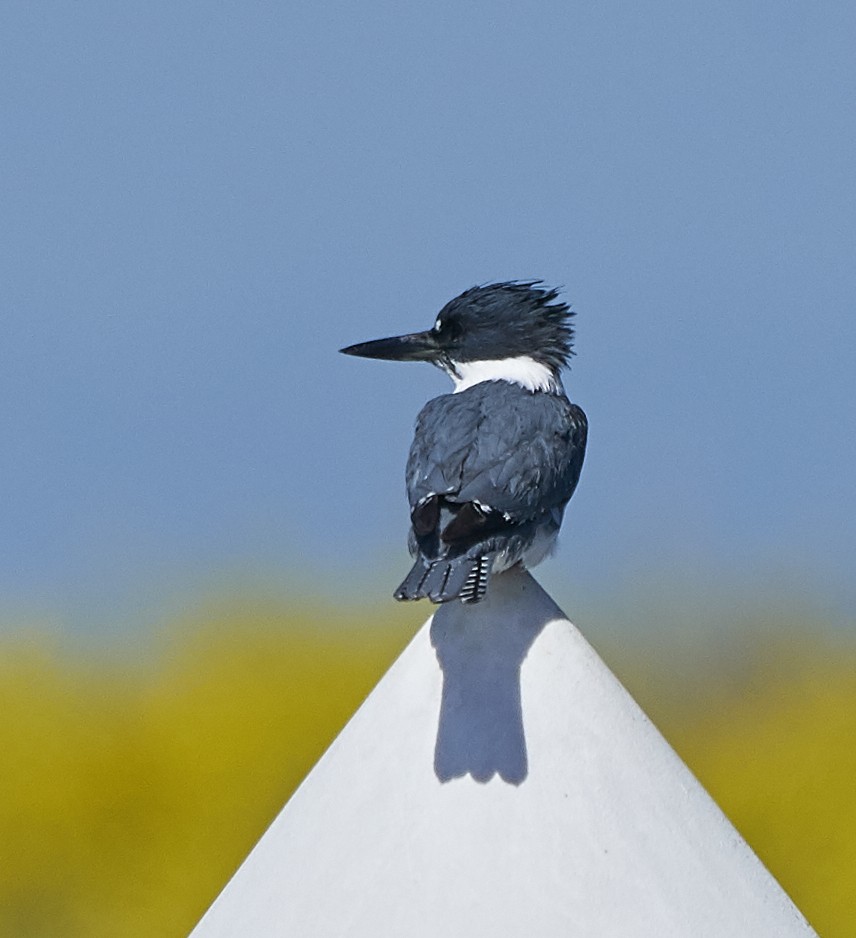 Belted Kingfisher - ML152609301