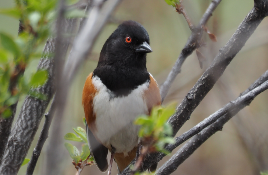 Spotted Towhee - Leslie S