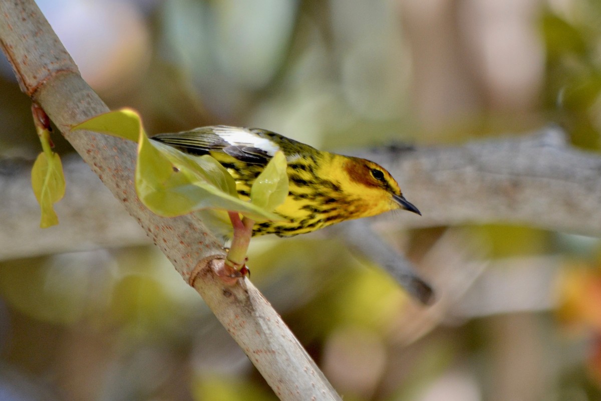 Cape May Warbler - ML152609441