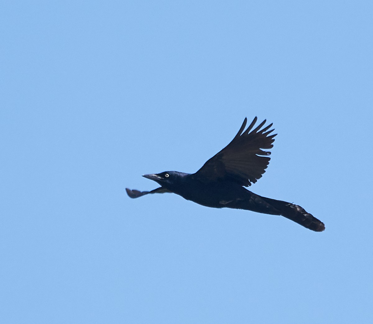 Great-tailed Grackle - ML152609691