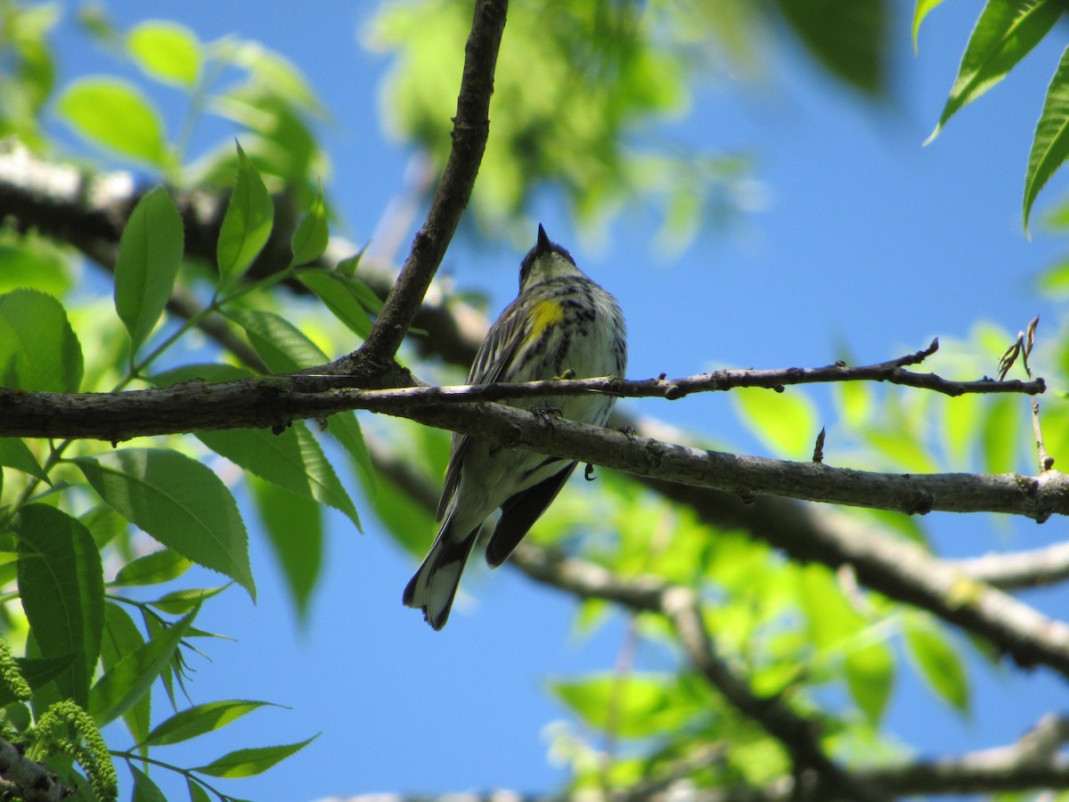 Yellow-rumped Warbler - Anne Armstrong
