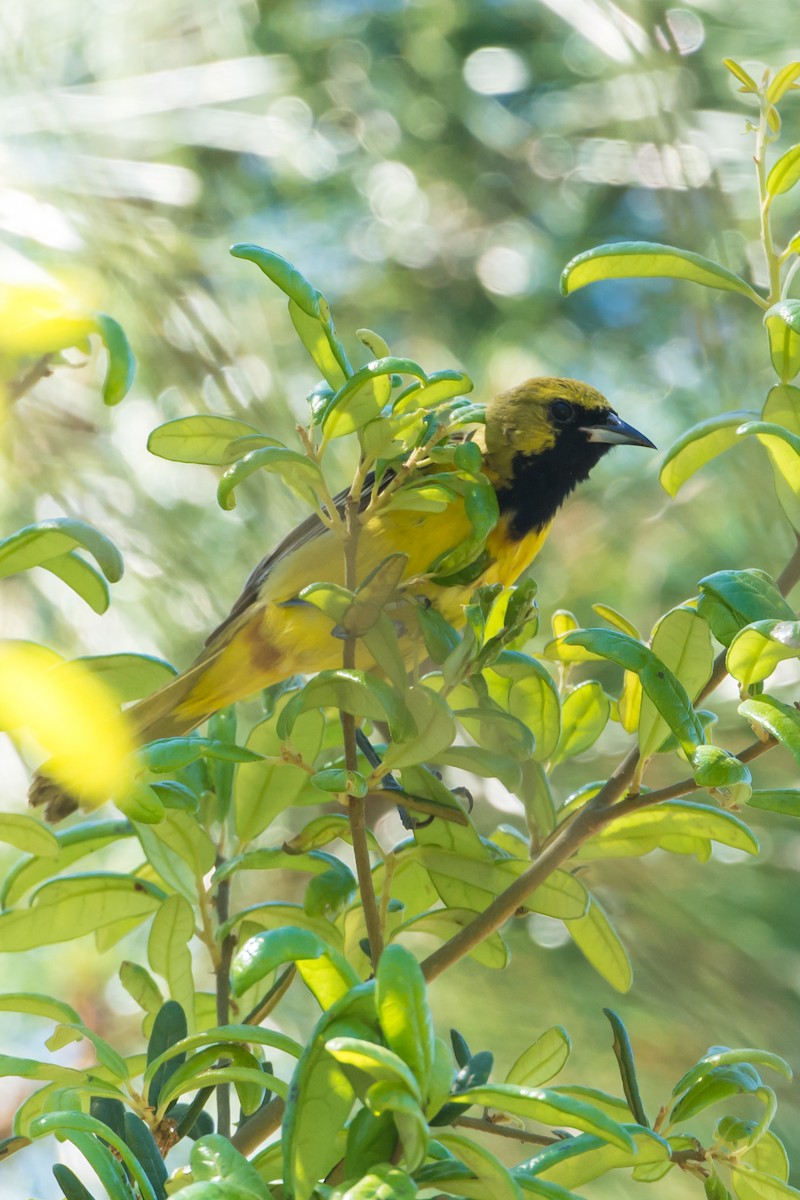 Orchard Oriole - ML152609781