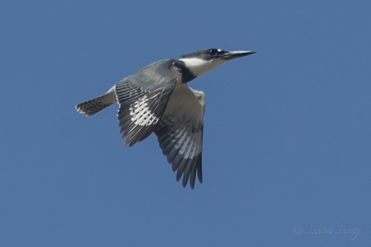 Belted Kingfisher - Lucien Lemay