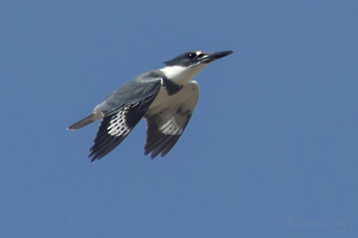 Belted Kingfisher - ML152609861