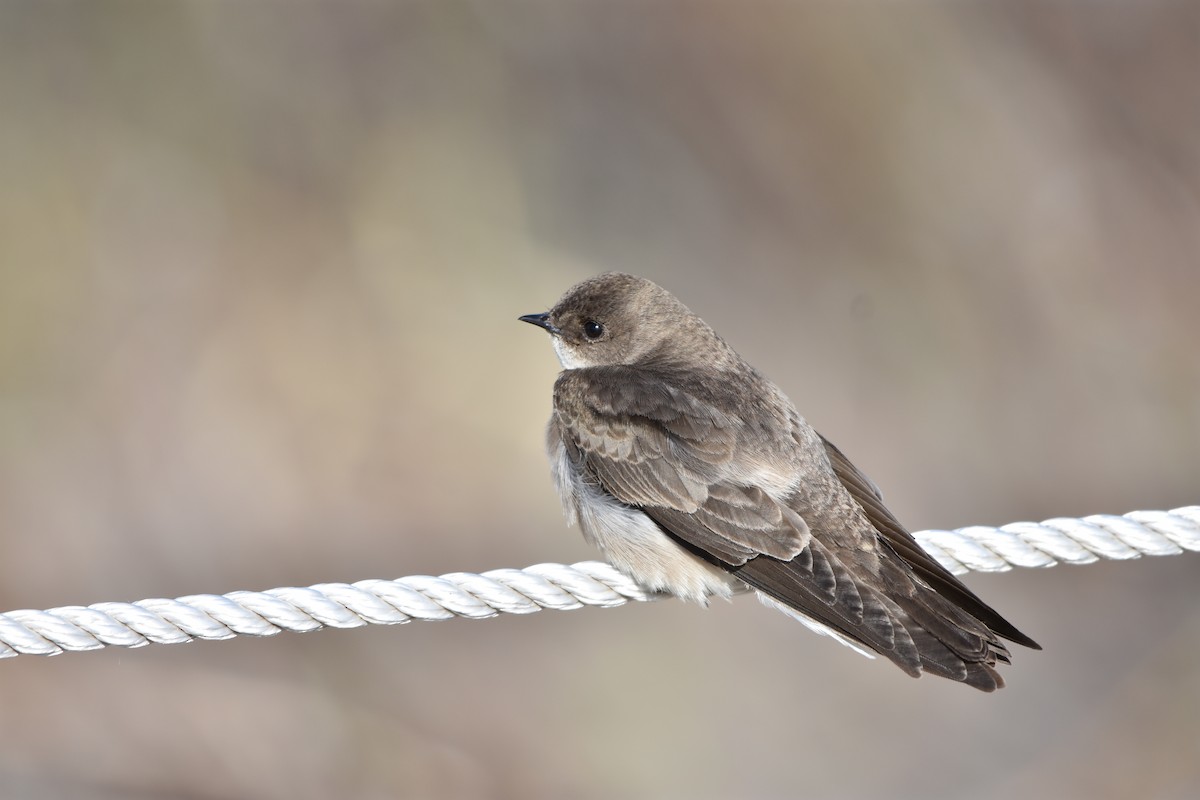 Northern Rough-winged Swallow - ML152610521