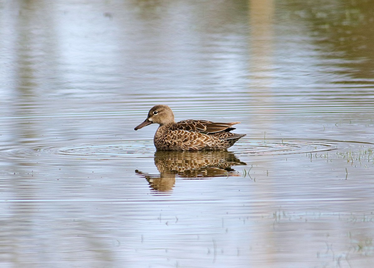 Blue-winged Teal - ML152610771