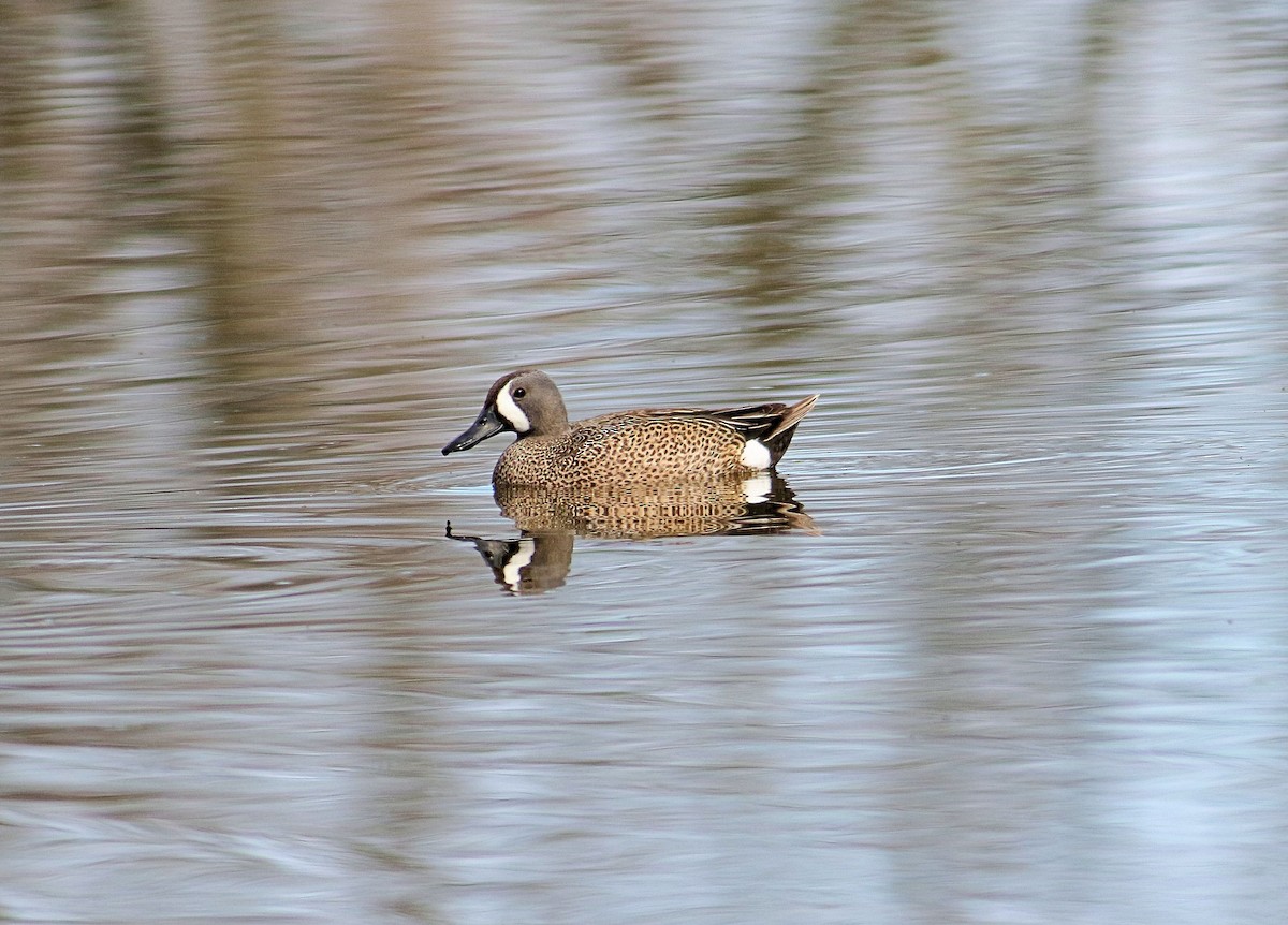 Blue-winged Teal - ML152610841