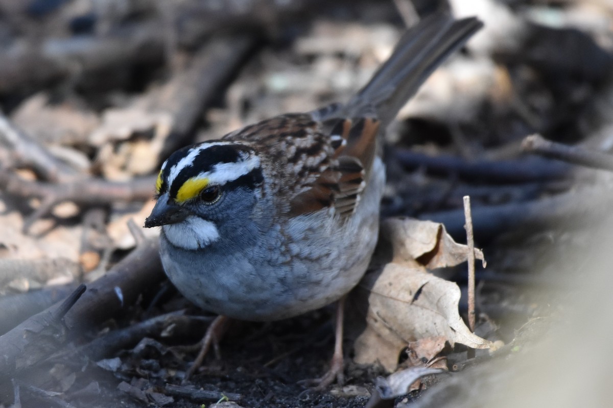 White-throated Sparrow - ML152611161