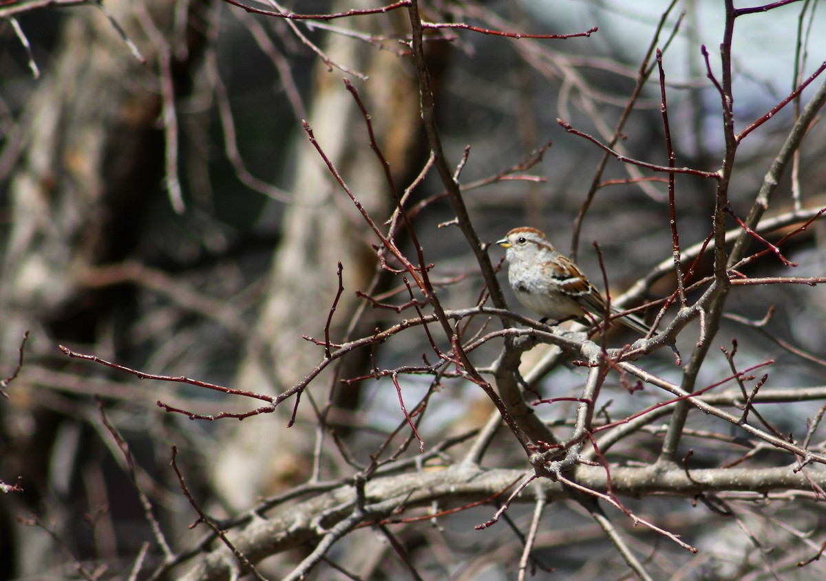 American Tree Sparrow - ML152611171