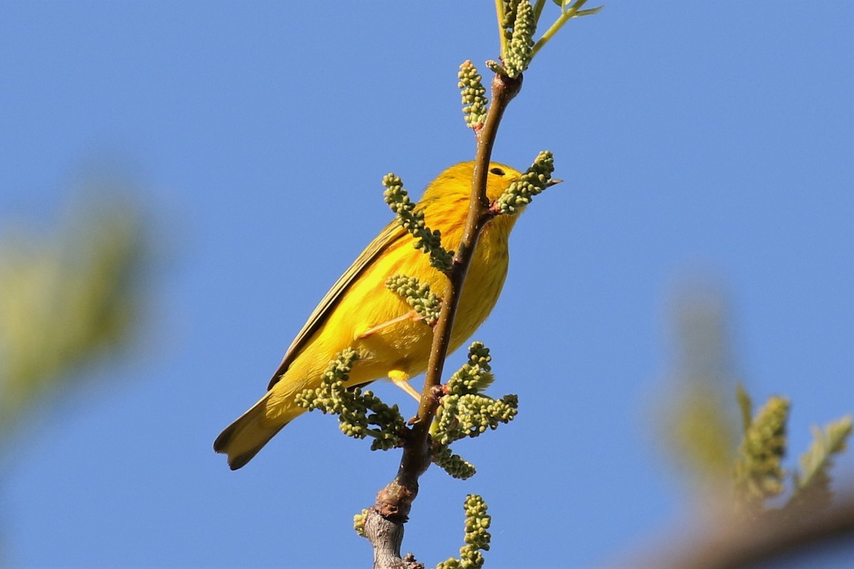 Yellow Warbler - Tom Fangrow