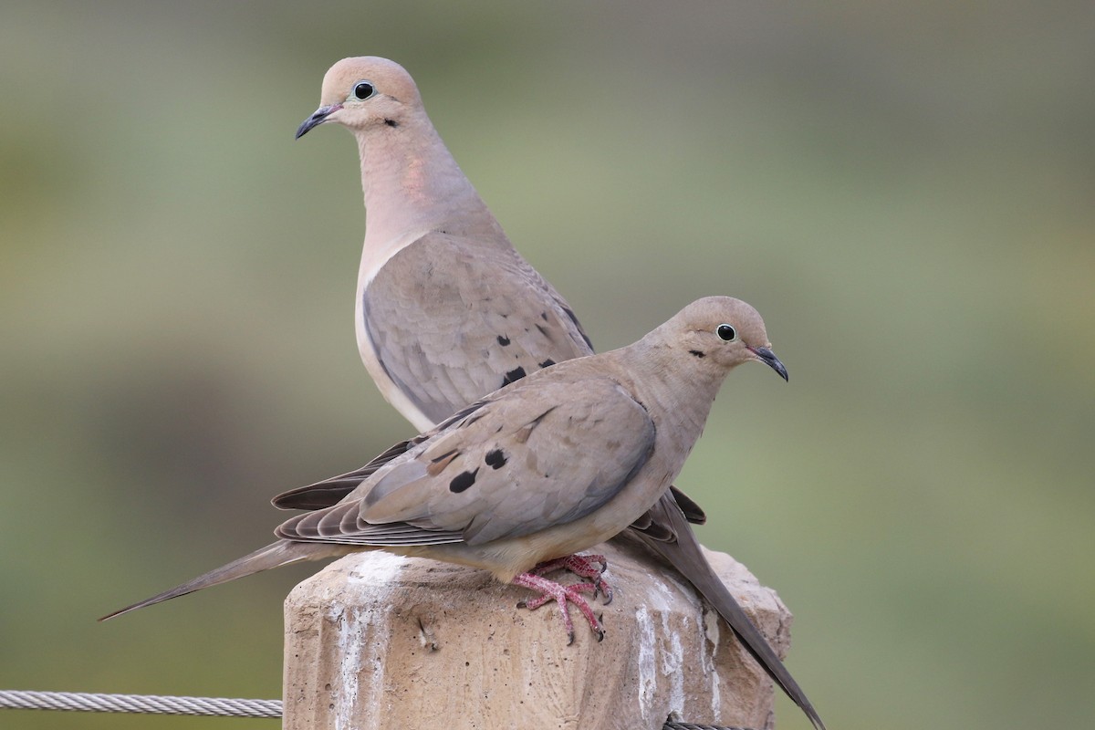 Mourning Dove - Tom Fangrow