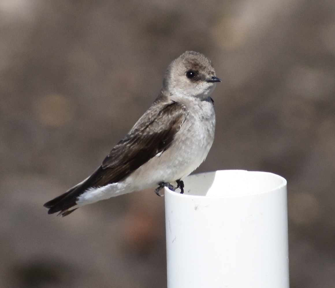 Northern Rough-winged Swallow - John/Linda Mendoza