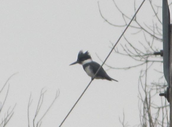 Belted Kingfisher - ML152612551