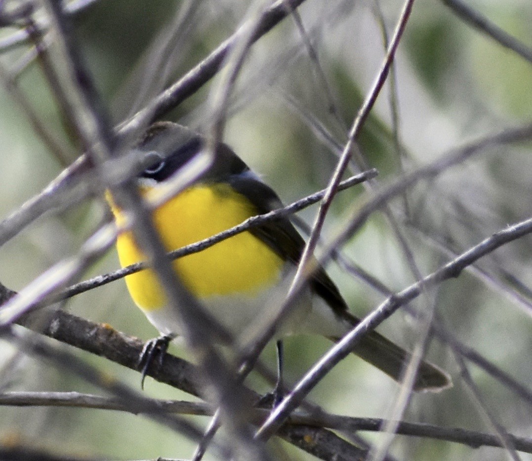 Yellow-breasted Chat - ML152612631